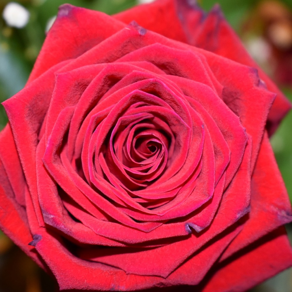 Meet your Posher, Jen